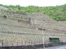 Weinberg mit Weinbergshäuschen