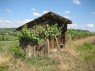 Spalierrebe am Weinbergshäuschen 