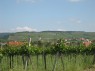 Weinberge in Straß im Straßertal 