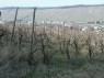 verwahrloster Weinberg