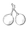 2 Weinbeeren