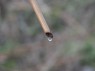 Blut: an der Schnittstelle austretender Rebsaft