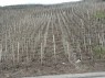 Stützpfahle bei Pfahlerziehung, hier: Ganzbogenerziehung