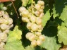 Traube der Sorte Auxerrois