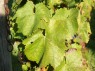 Blatt der Sorte Blaufränkisch