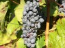 Traube der Sorte Blaufränkisch
