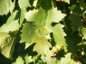 Blatt der Sorte Bouvier