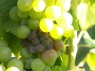 Botrytis an einer Traube der Sorte Bouvier 