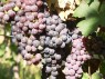 Cabernet Franc 