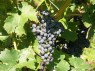 Traube der Sorte Cabernet Sauvignon 