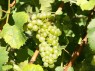 Chardonnay