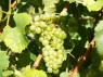 Chardonnay 