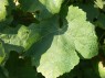 Blatt der Rebsorte Freisamer