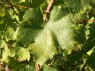 Blatt der Sorte Humagne