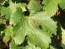 Blatt der Sorte Merlot