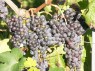 Trauben der Sorte Merlot Mitte September