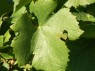 Blatt der Sorte Pinot blanc