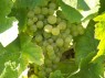 Traube der Sorte Pinot blanc