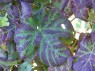 altes Blatt der Sorte Pinot noir Mi. September