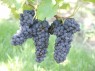 Trauben der Sorte Pinot noir Mi. September