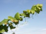 Sommertrieb der Sorte Pinot Noir mit den Kletterorganen 