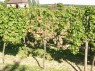 absterbende Rebe der Sorte Riesling