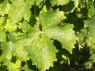 Blatt der Rebsorte Sauvignon Blanc