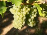 Trauben der Sorte Sauvigon Blanc