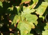 Blatt der Sorte Veltliner Frührot