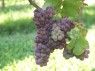 Frührote Veltliner bzw. Veltliner Frührot, Mi. Sept.