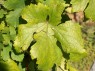 Blatt der Sorte Veltliner Grün
