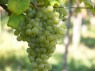 Grünveltliner bzw. Veltliner Grün
