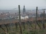 Weinberg in Kallstadt