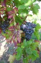 Traube der Sorte Gänßfüßler Blau