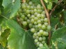 Traube der Sorte Harslevelue
