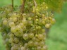 Beeren der Sorte Harslevelue