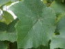 Blatt der Sorte Isabella