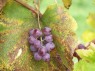 Traube der Sorte Delaware Mitte Oktober