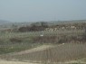 Weinberge in Bahlingen 