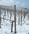 Weinberge in Bech-Kleinmacher 