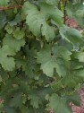 Bacchus