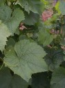Blatt der Rebsorte Auxerrois, rechts: Gescheine