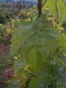 Blatt der früher in der Pfalz häufig angepflanzten Rebsorte Gänsfüßler