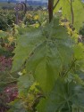 Blatt der früher in der Pfalz häufig angepflanzten Rebsorte Gänsfüßler  