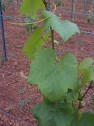 Chardonnay