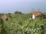 Rebgelände oberhalb Ligerz mit Weinbergshäuschen 