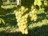 Chasselas Blanc 