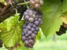 Traube der Sorte Pinot gris Anfang Oktober 