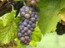 Traube der Sorte Pinot gris Anfang Oktober 