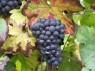 Traube der Sorte Pinot Meunier Anfang Oktober 